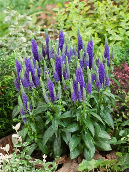 Veronica spicata Ulster Dwarf Blue