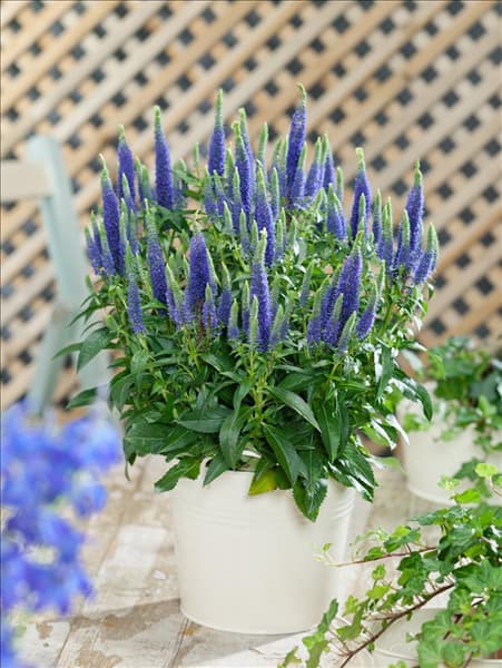 Veronica spicata Ulster Dwarf Blue