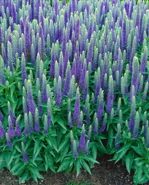 Veronica spicata Ulster Dwarf Blue