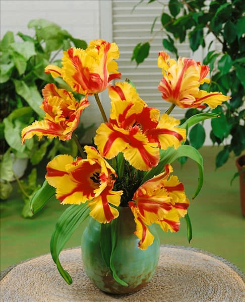 Tulipa Parrot Flaming Parrot in Vase