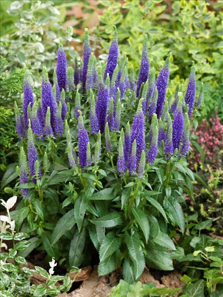 Veronica spicata Ulster Dwarf Blue