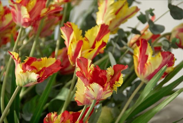 Tulipa Parrot Flaming Parrot