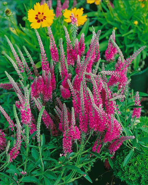 Veronica spicata Rotfuchs