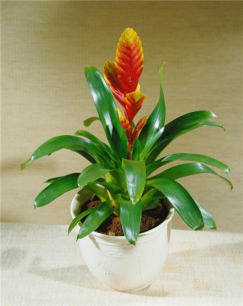 VRIESEA TIFFANY