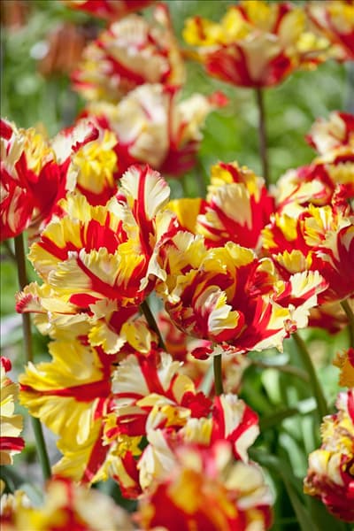 Tulipa Parrot Flaming Parrot