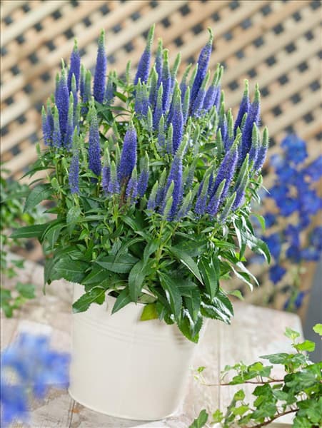 Veronica spicata Ulster Dwarf Blue