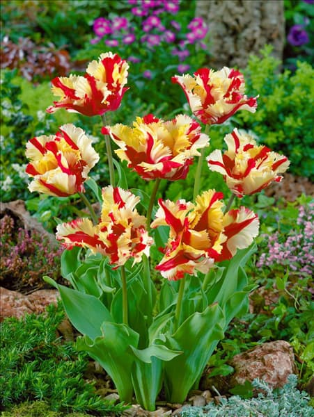 Tulipa Parrot Flaming Parrot