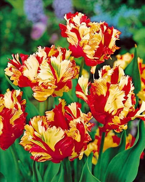 Tulipa Parrot Flaming Parrot