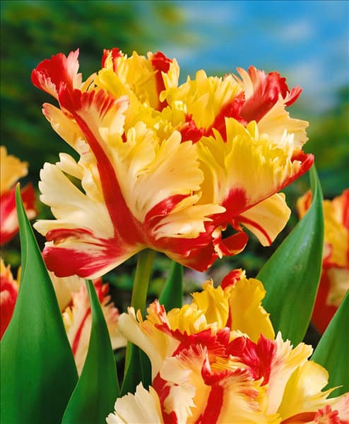 Tulipa - Parrot (PT) Flaming Parrot