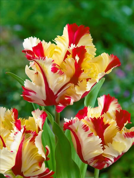 Tulipa Parrot Flaming Parrot