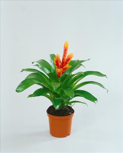 Vriesea sp.
