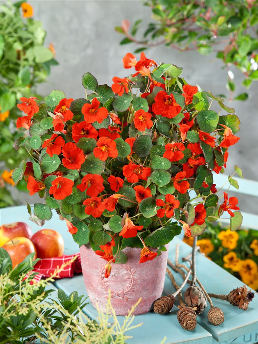 Tropaeolum minus Sangria