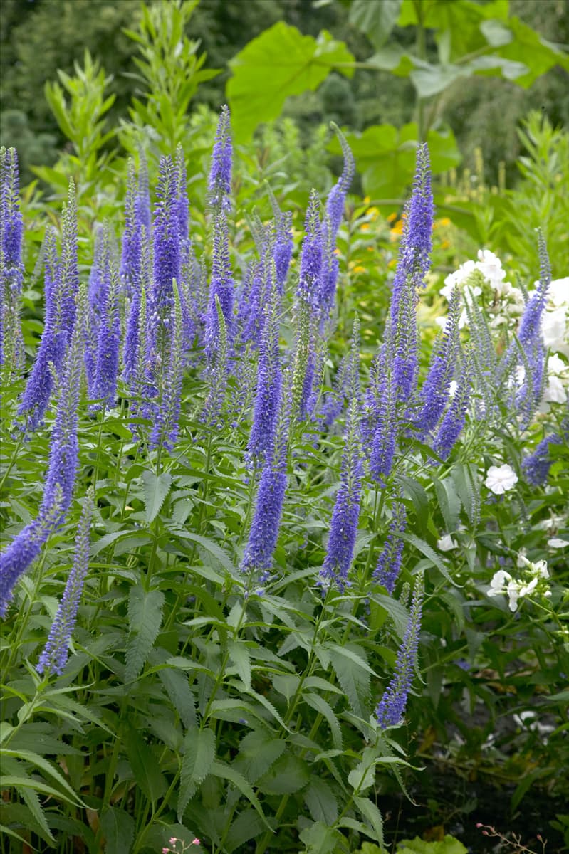 Pseudolysimachion spicatum  Blue Charm