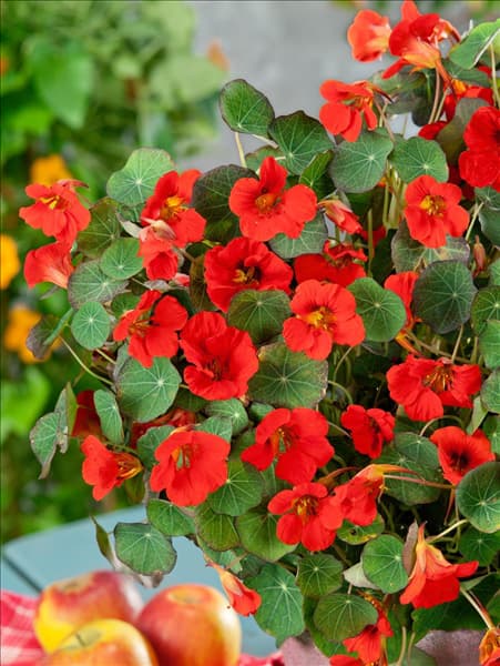 Tropaeolum minus Sangria