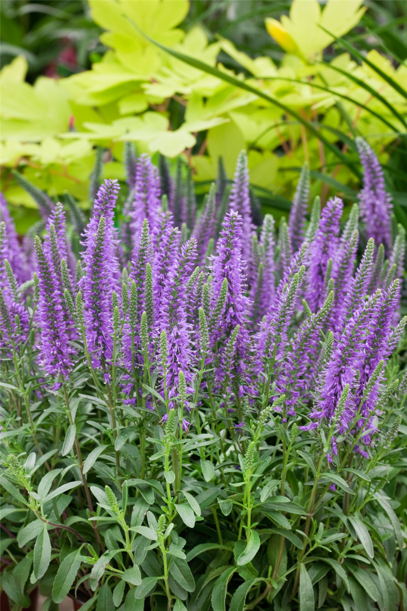 Veronica spicata Nana Blauteppich