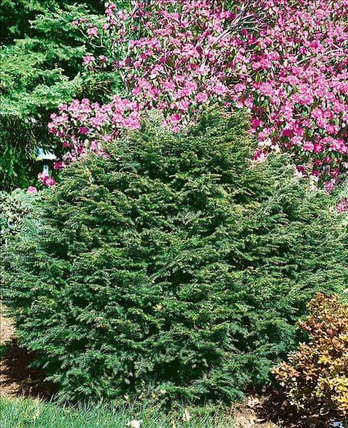 TSUGA canadensis