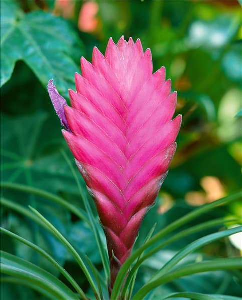 Vriesea sp.