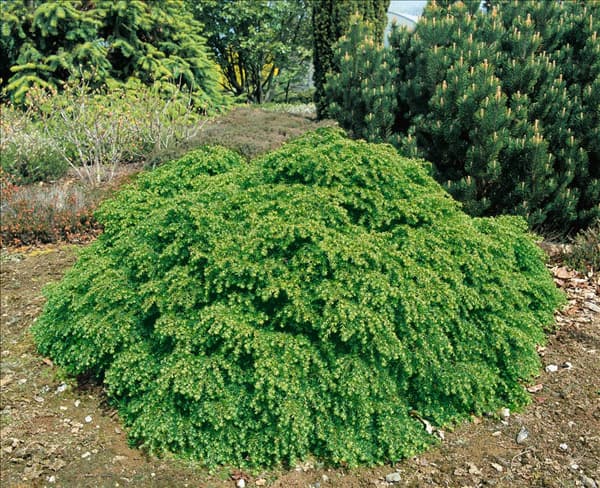 Tsuga canadensis Jeddeloh