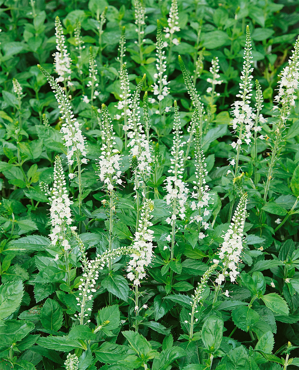 Pseudolysimachion spicatum Icicle