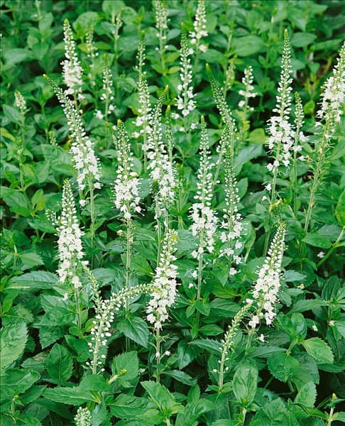 Pseudolysimachion spicatum Icicle