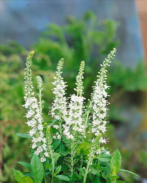 Pseudolysimachion spicatum Icicle