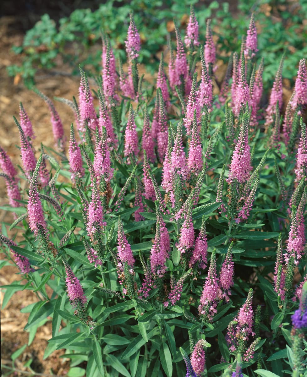 Pseudolysimachion spicatum ssp. spicatum Rosea