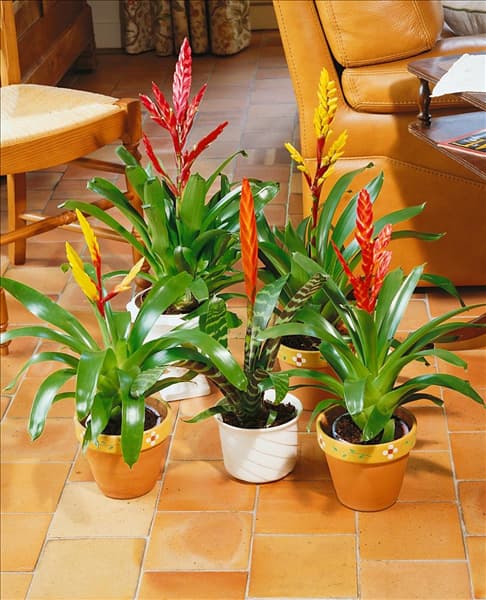 VRIESEA MIXED