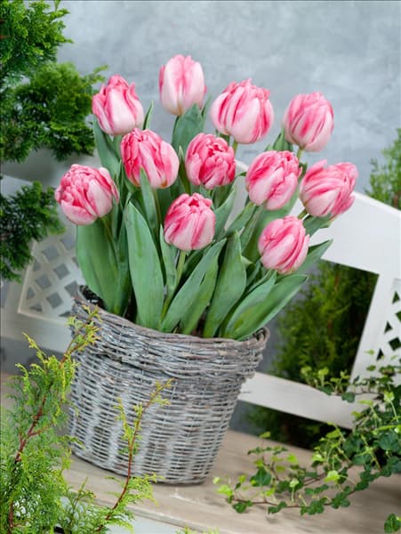 Tulipa Double Early Foxtrott im Korb