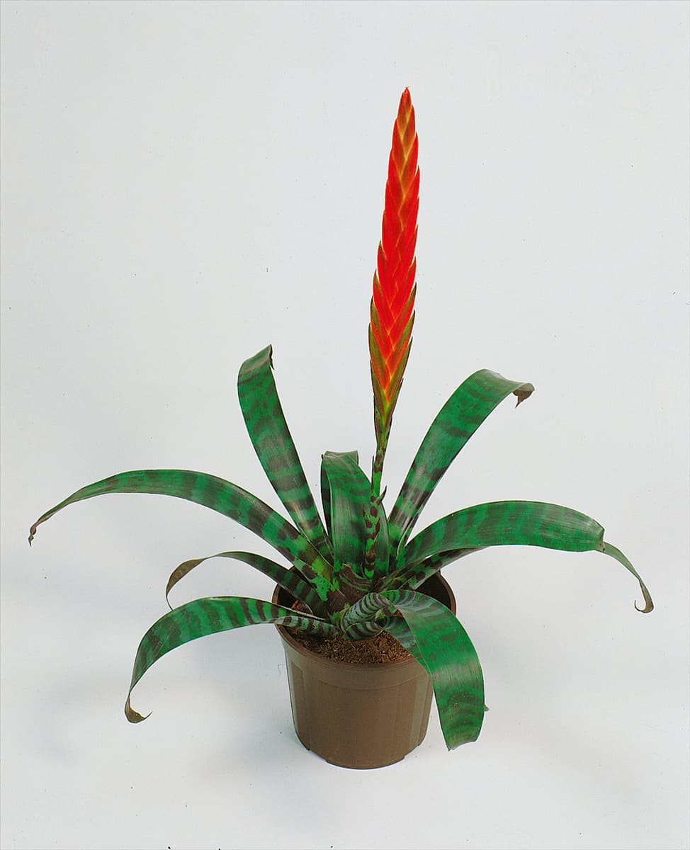 VRIESEA SPLENDENS