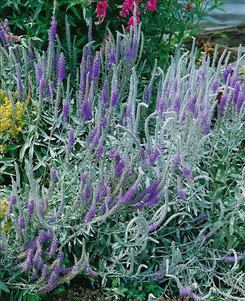 Pseudolysimachion spicatum ssp. incanum