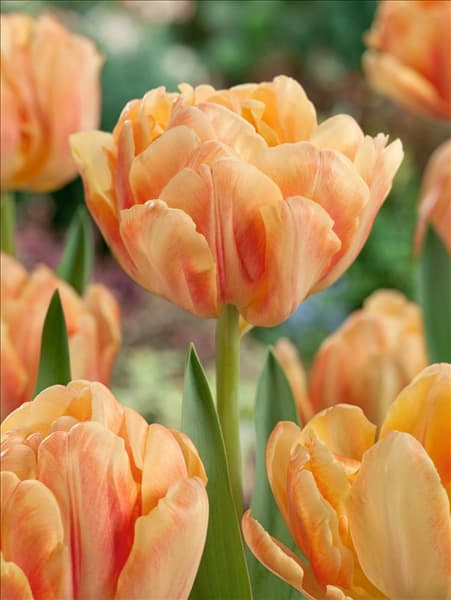 Tulipa Double Early Foxtrot