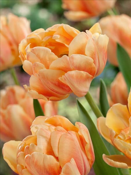 Tulipa Double Early Foxtrot