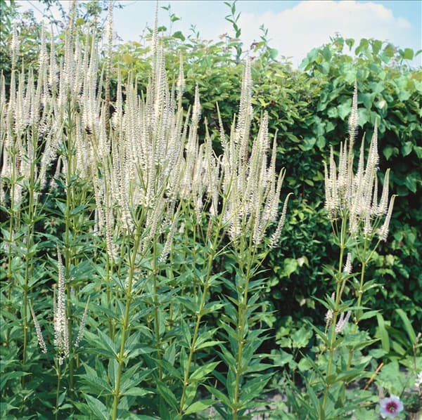 VERONICASTRUM VIRGINICUM ALBUM/SYN.VERONICA