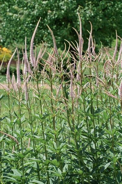 Veronicastrum virginicum Album
