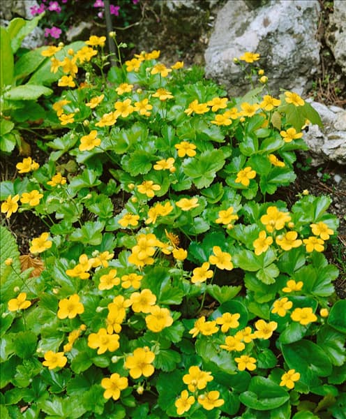 Waldsteinia ternata