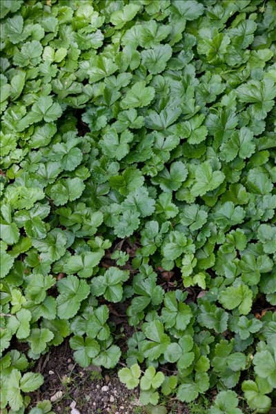 Waldsteinia ternata