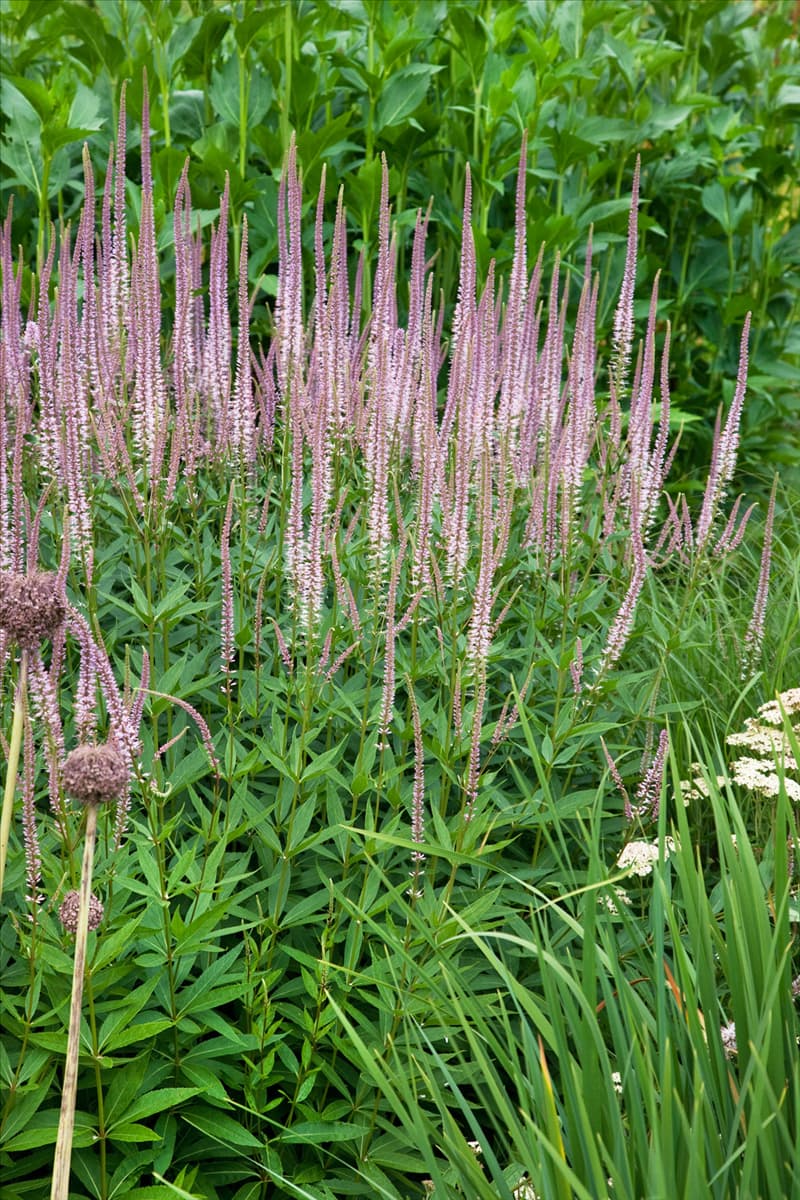 Veronicastrum virginicum Roseum