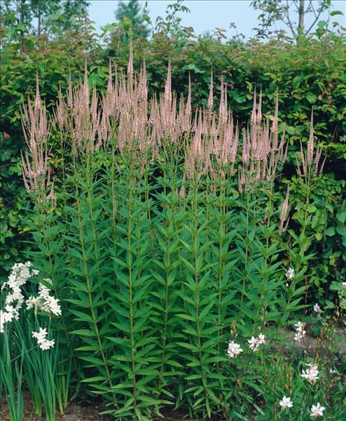 VERONICASTRUM VIRGINICUM ROSEUM
