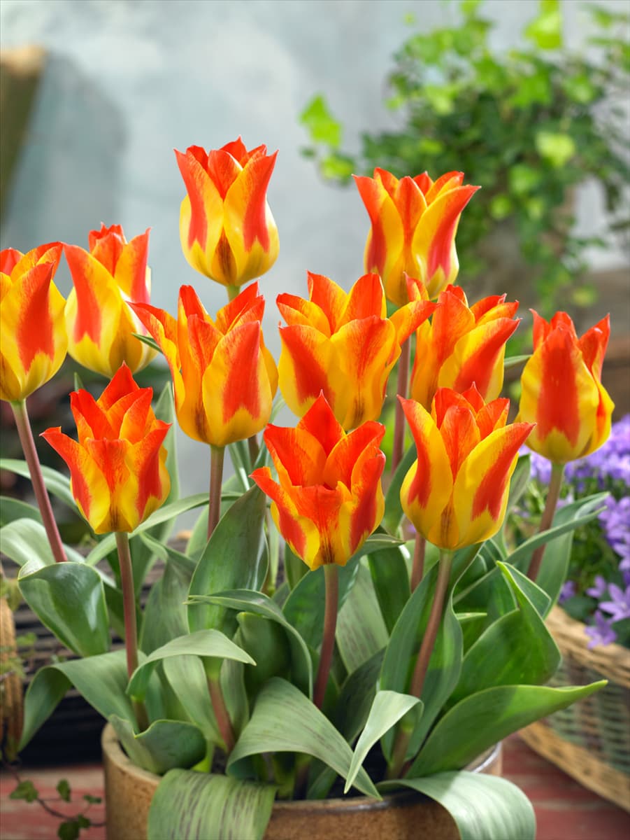 Tulipa greigii Buttercup