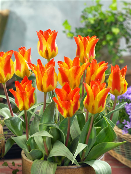 Tulipa greigii 'Buttercup'