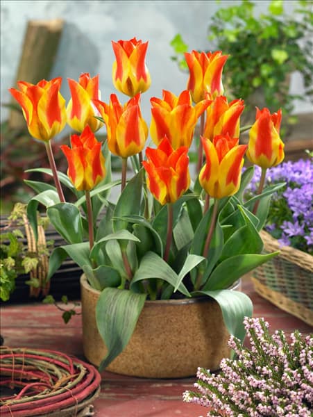 Tulipa greigii Buttercup
