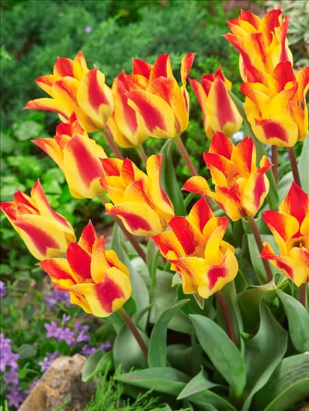 Tulipa greigii Buttercup