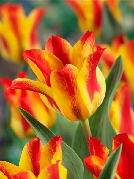 Tulipa greigii Buttercup