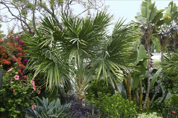 Washingtonia robusta