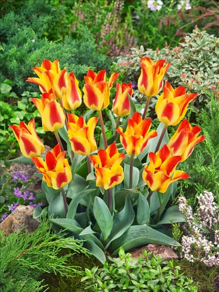Tulipa greigii Buttercup