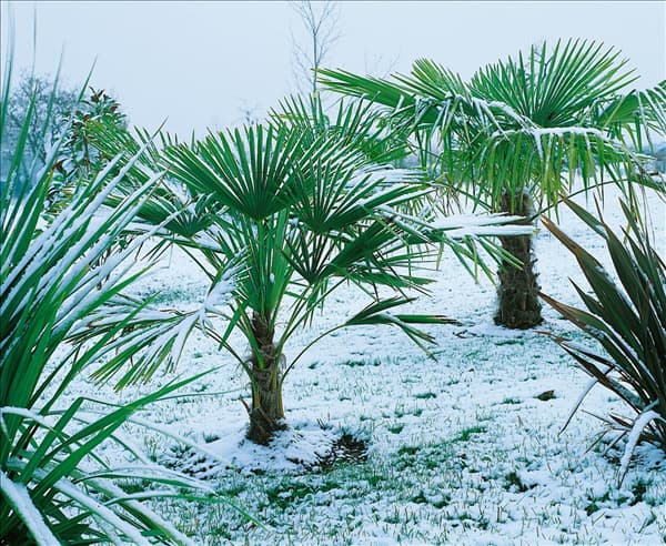 Washingtonia robusta in winter / snow