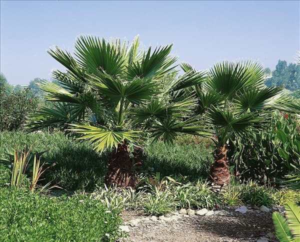 Washingtonia robusta