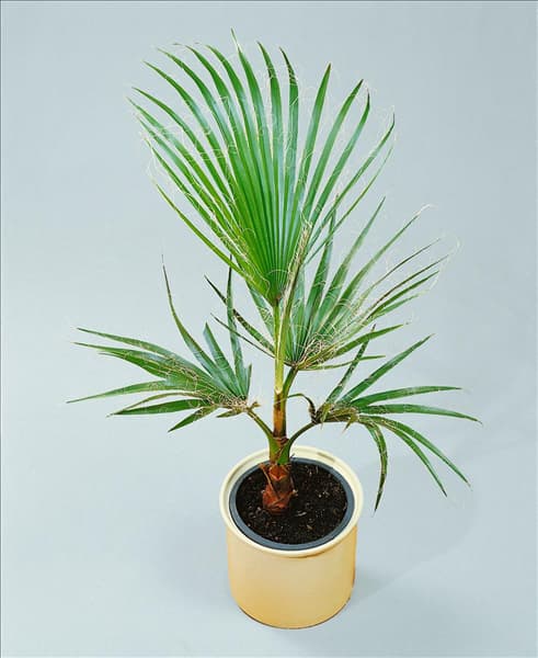Washingtonia robusta