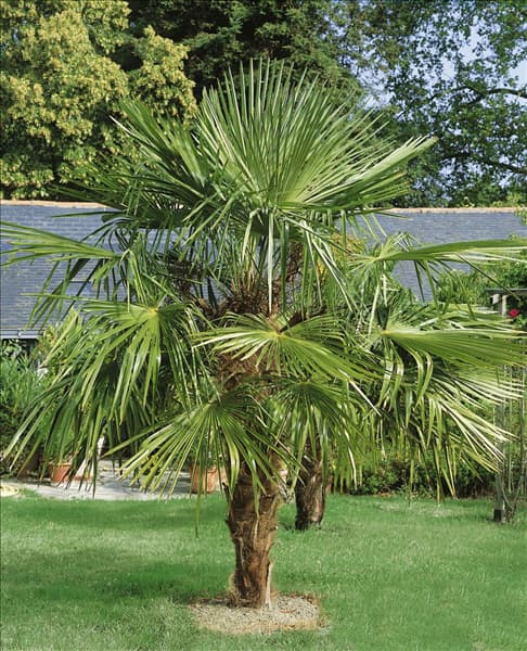 Washingtonia robusta