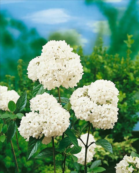 VIBURNUM ESKIMO